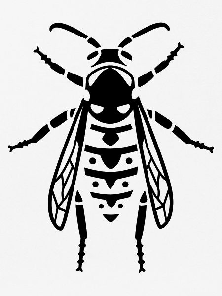 Insect - wasp