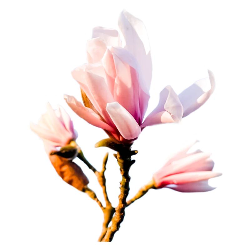 Magnolie