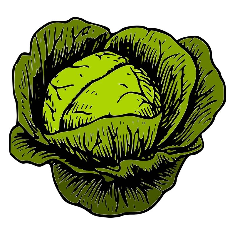 cabbage