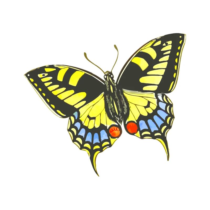 Schmetterling