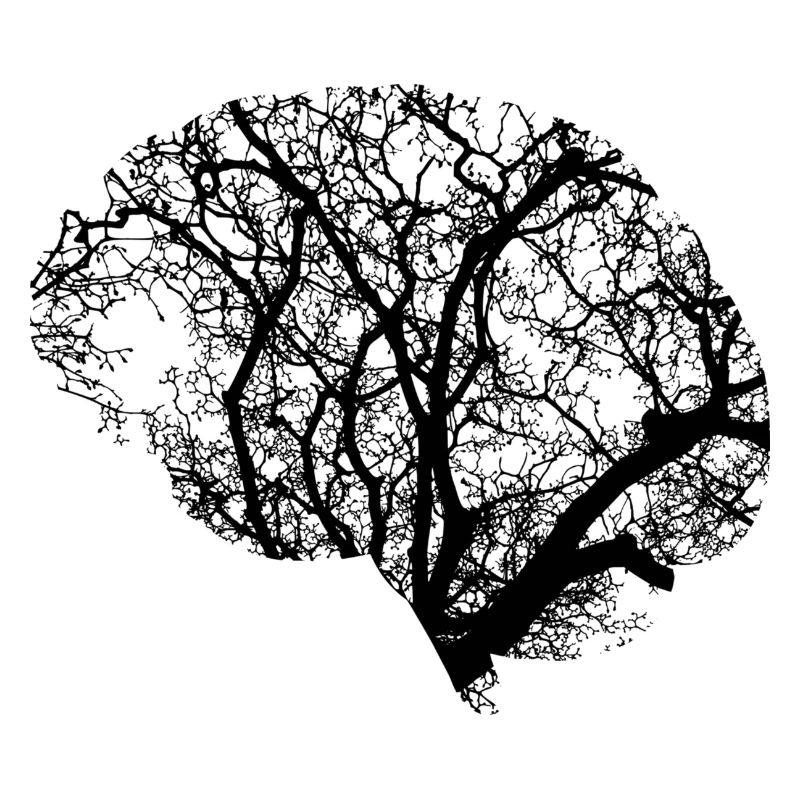 la conception du cerveau