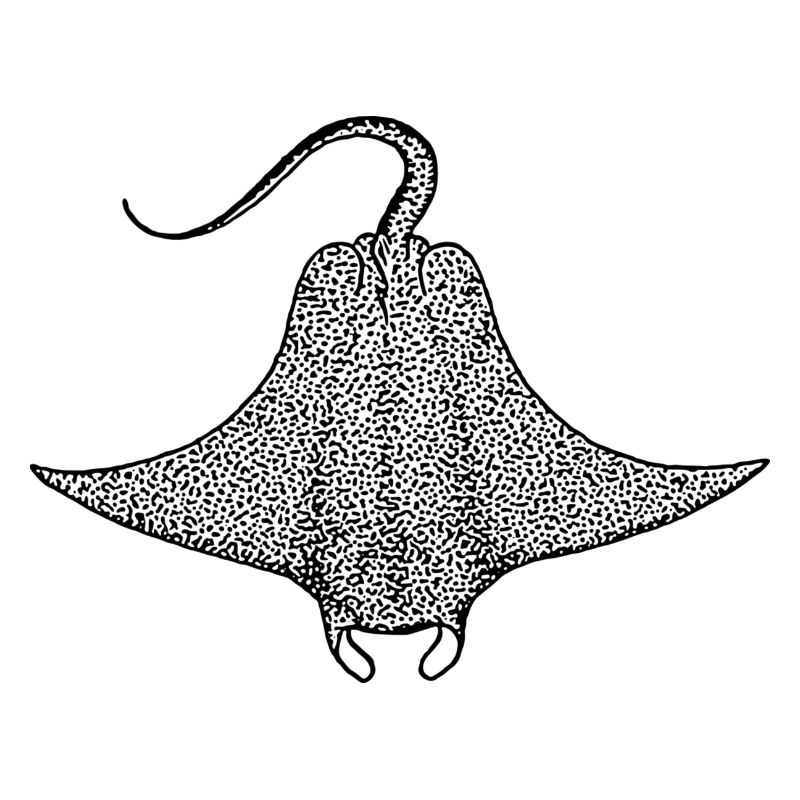 Teufelsrochen