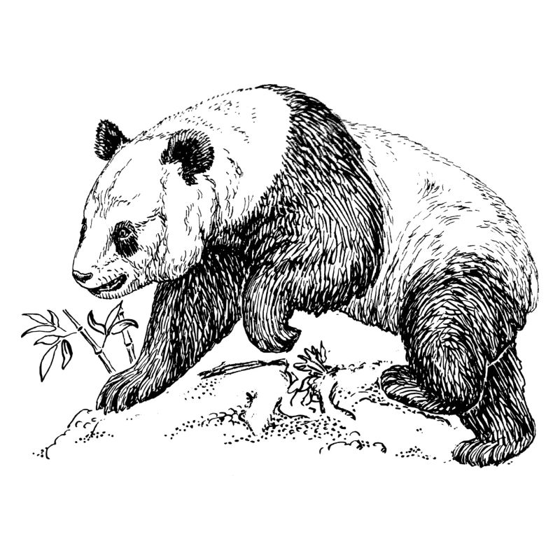 Panda Bär