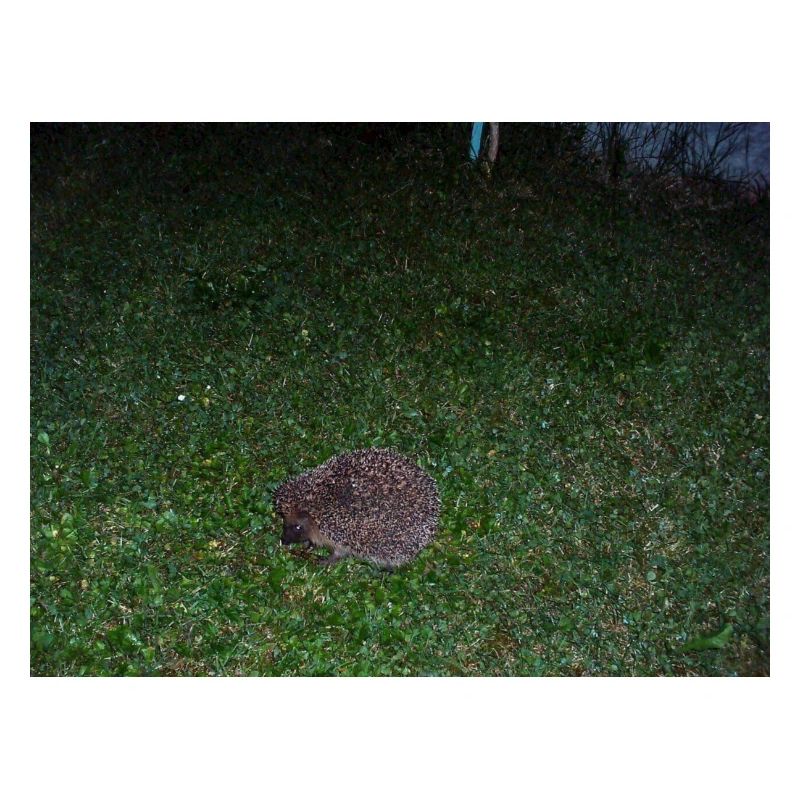 Igel
