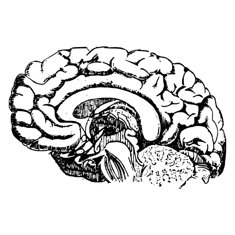 Gehirn Anatomie