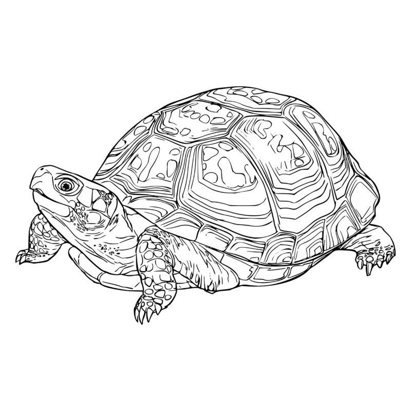 Schildkröte