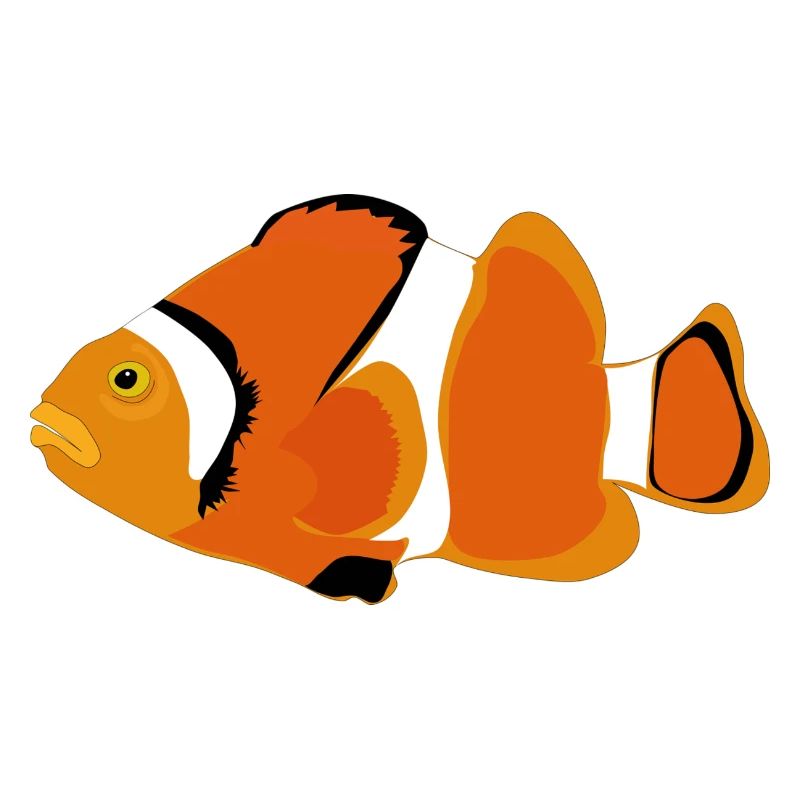 Clownfisch