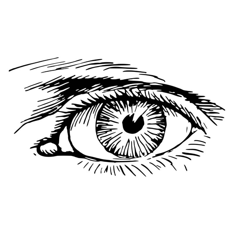 Auge