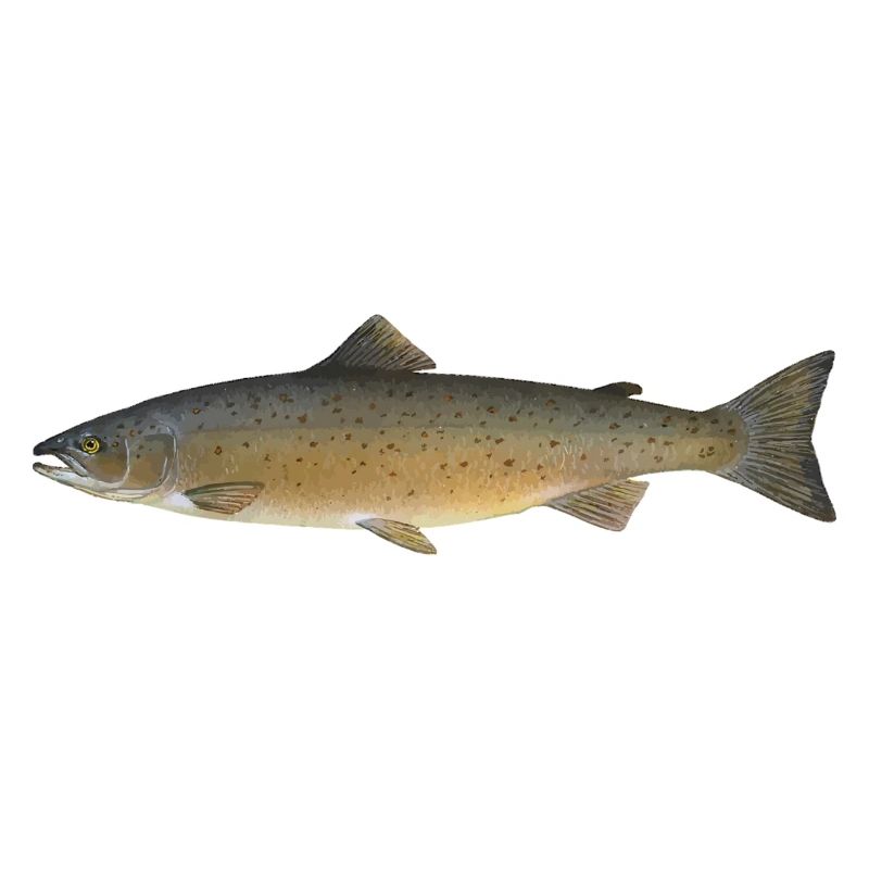 Lachs