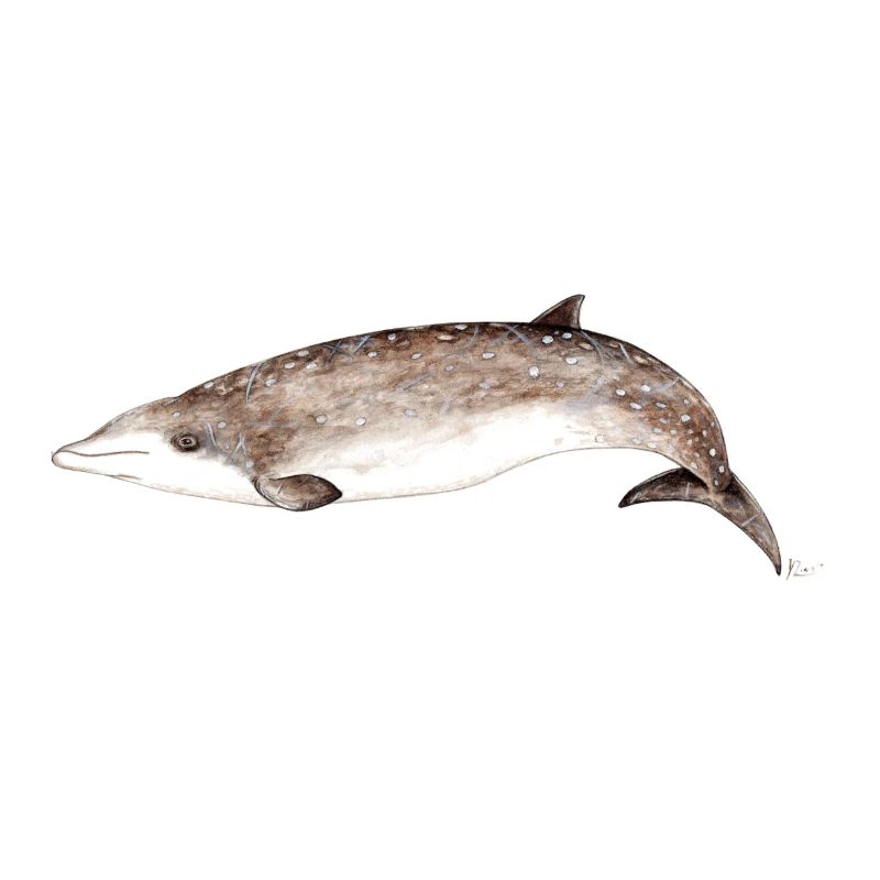 La baleine à bec - Les baleines à bec - à bec Baleine