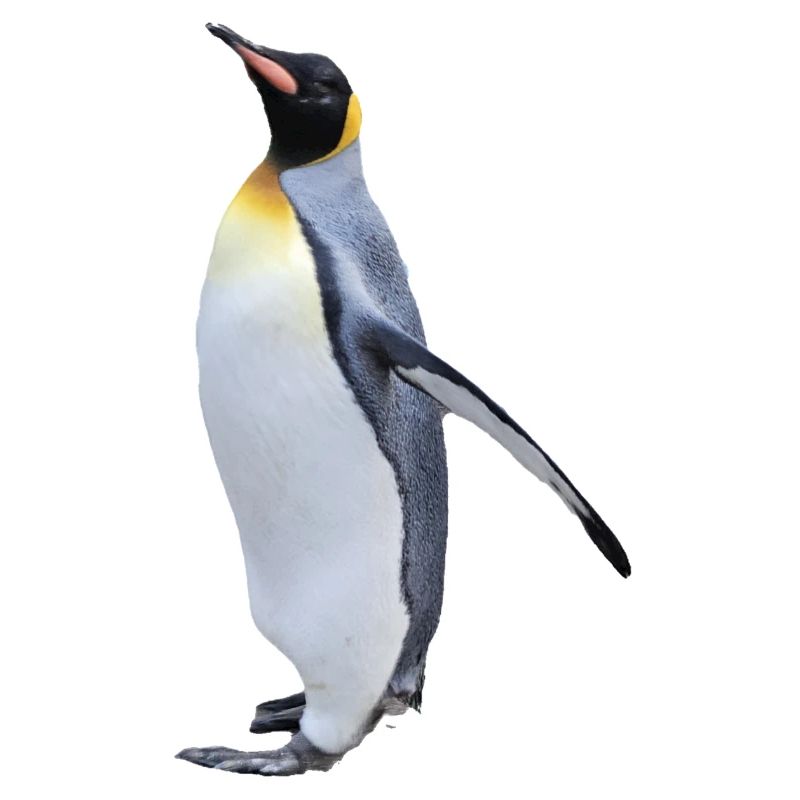 Königspinguin