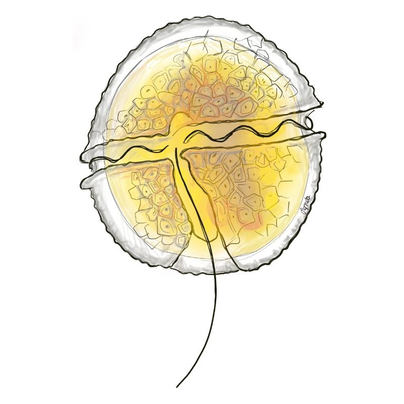 Protoceratium reticulatum