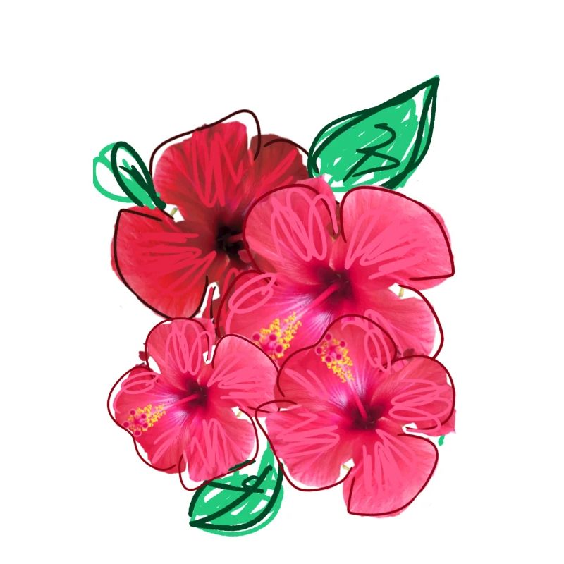 Hibiskus,Blüte,Blumen,rot,Blüten