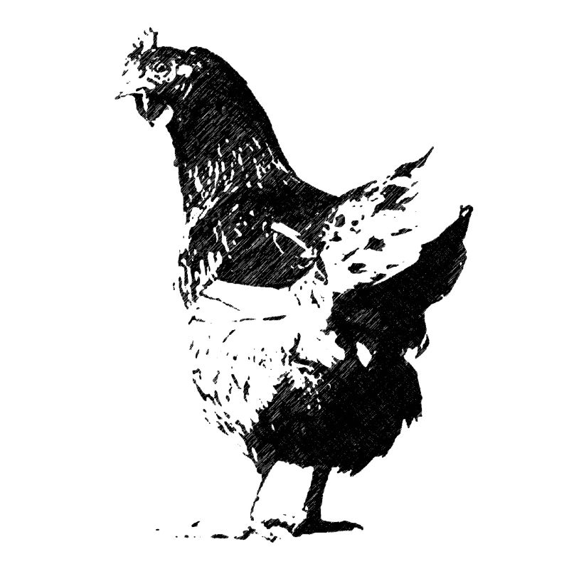 huhn