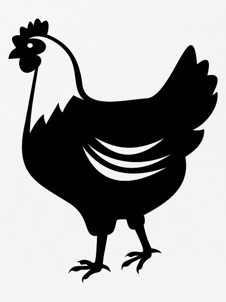 Chicken - hen
