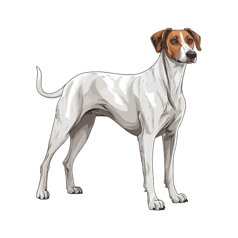 Greyhound Hund