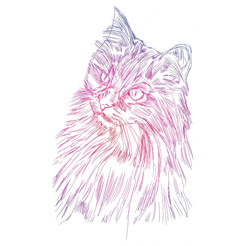 Katzengesicht einer Perserkatze als Hauskatze