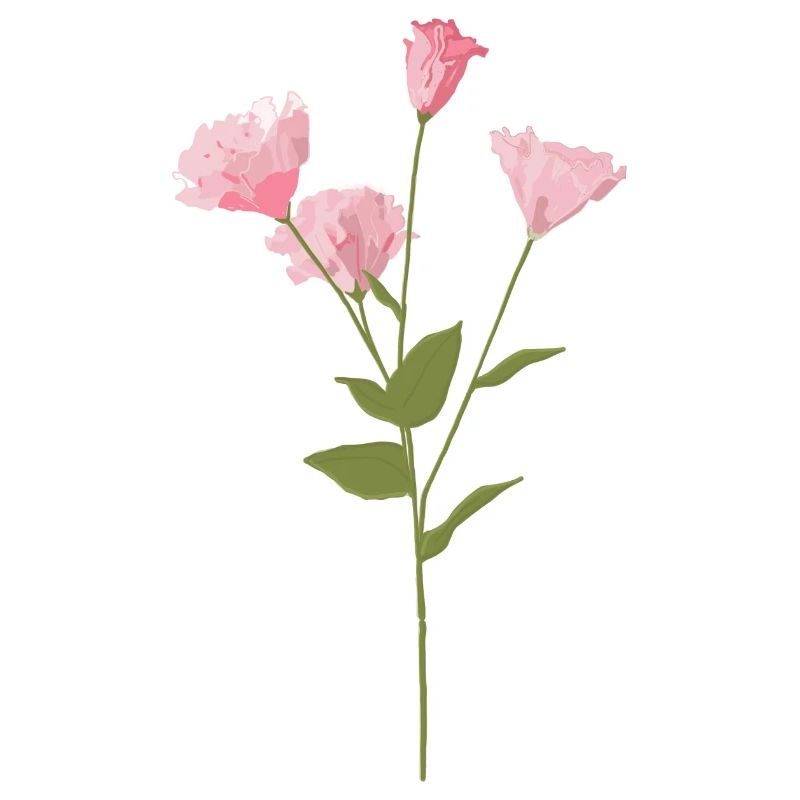 Rosa Blume