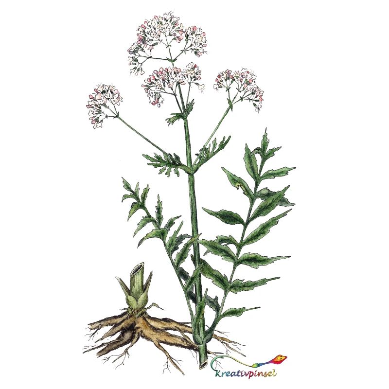 Baldrian (Valeriana officinalis)