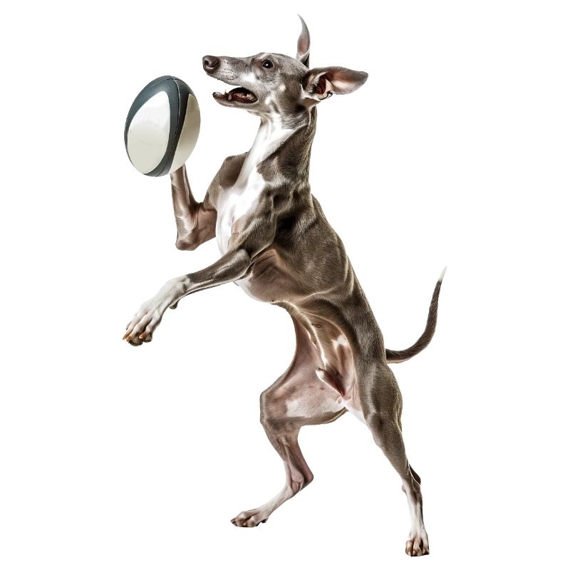 Italienischer Windspielhund