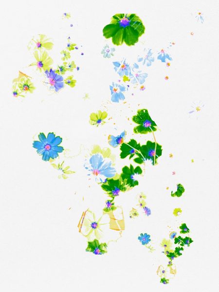 Wiese,blumen,blume, bunte blumen