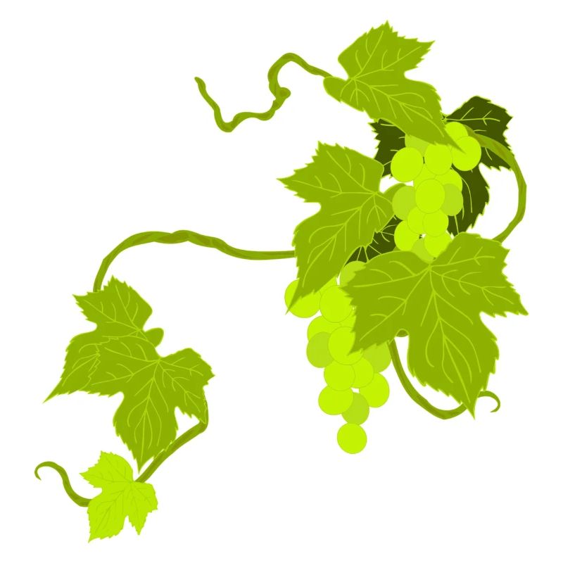 vines