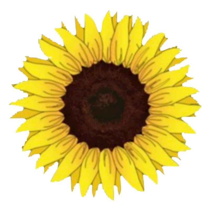 Sonnenblume