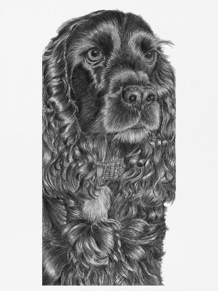cockerSpaniel schwarz - M