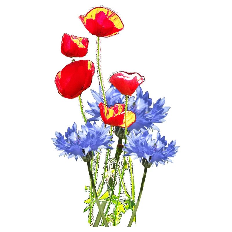 Kornblume Mohn-Collage-
