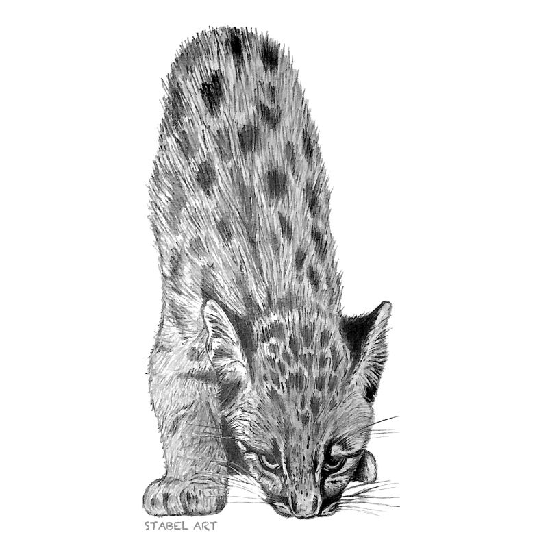 Berglöwe / Mountain lion