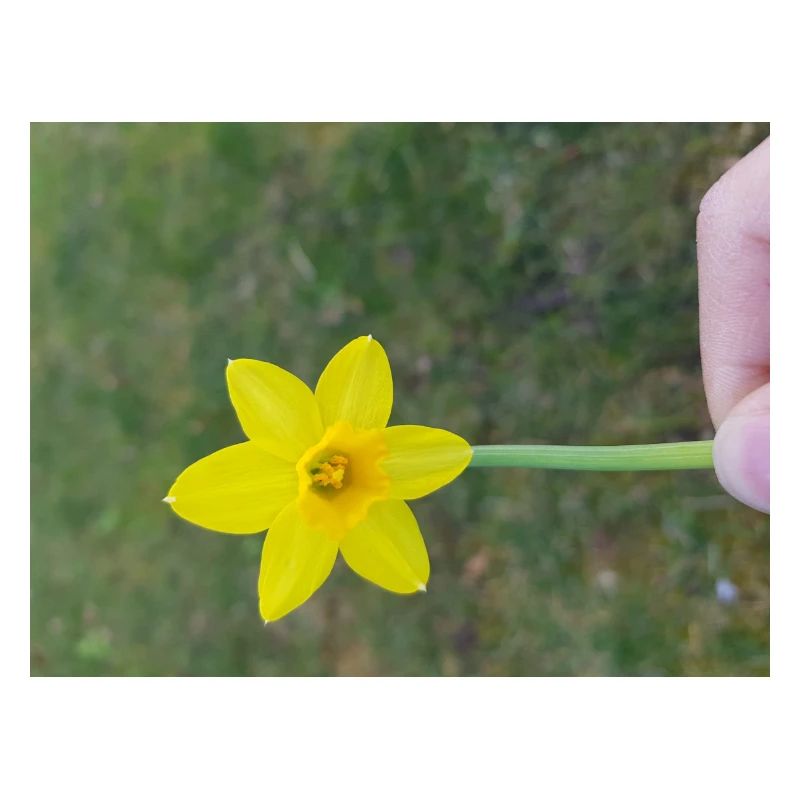 gelbeBlume