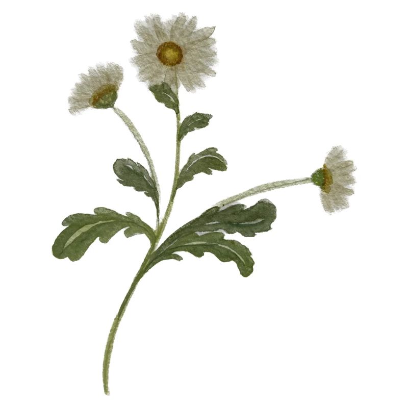 Gänseblümchen