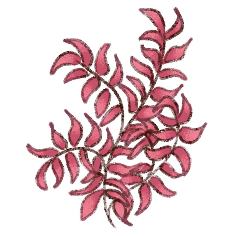 Rosa Pflanze