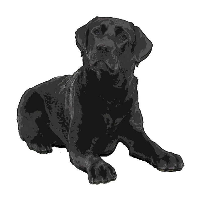 Schwarzer Labrador