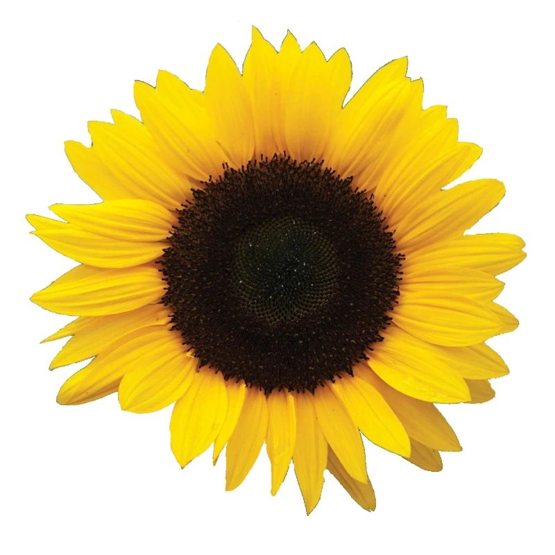 Sonnenblume