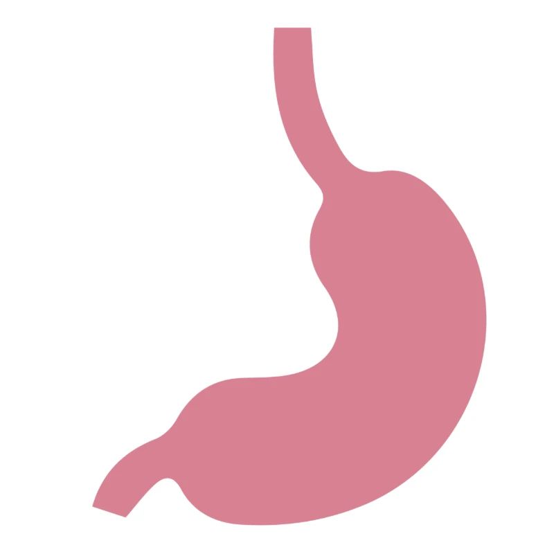 Magen Stomach Icon