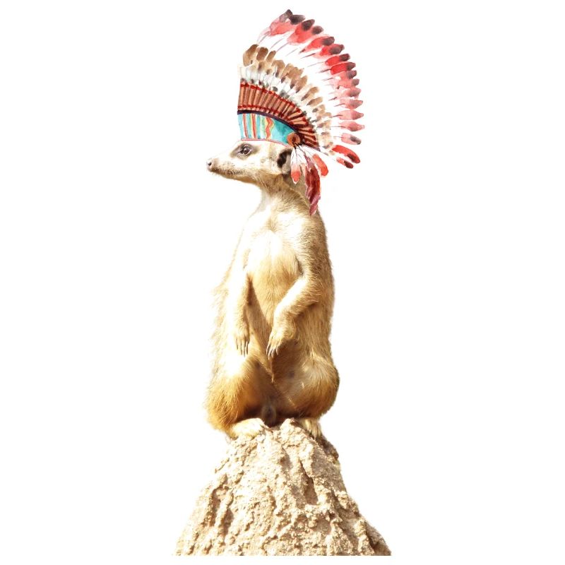 Erdmännchen mit Federschmuck