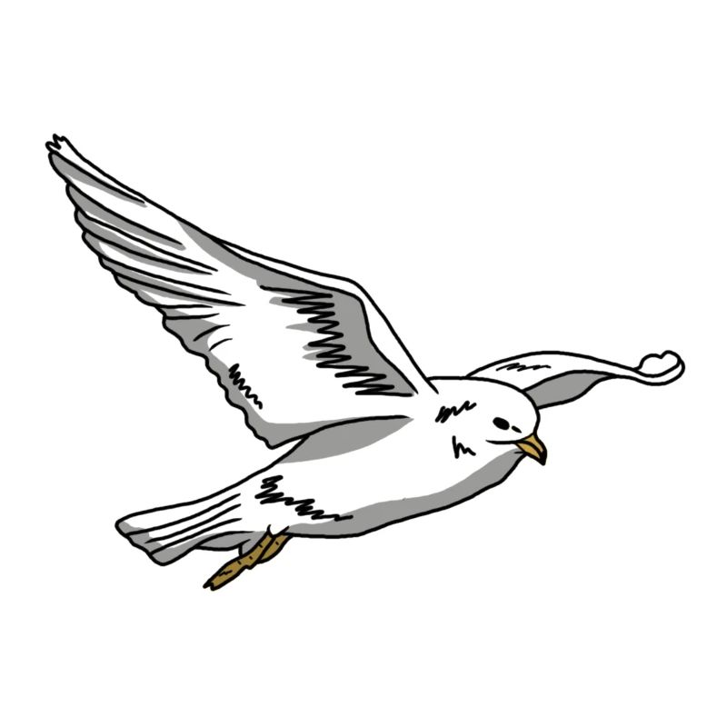 Seagull