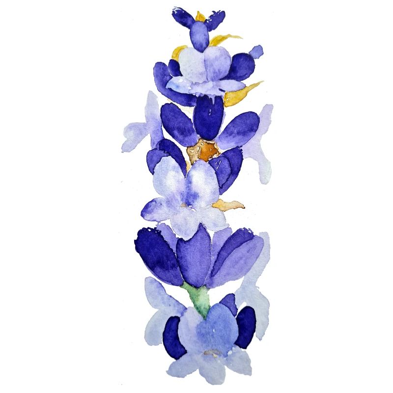 Lavendelwasserblüten Aquarell