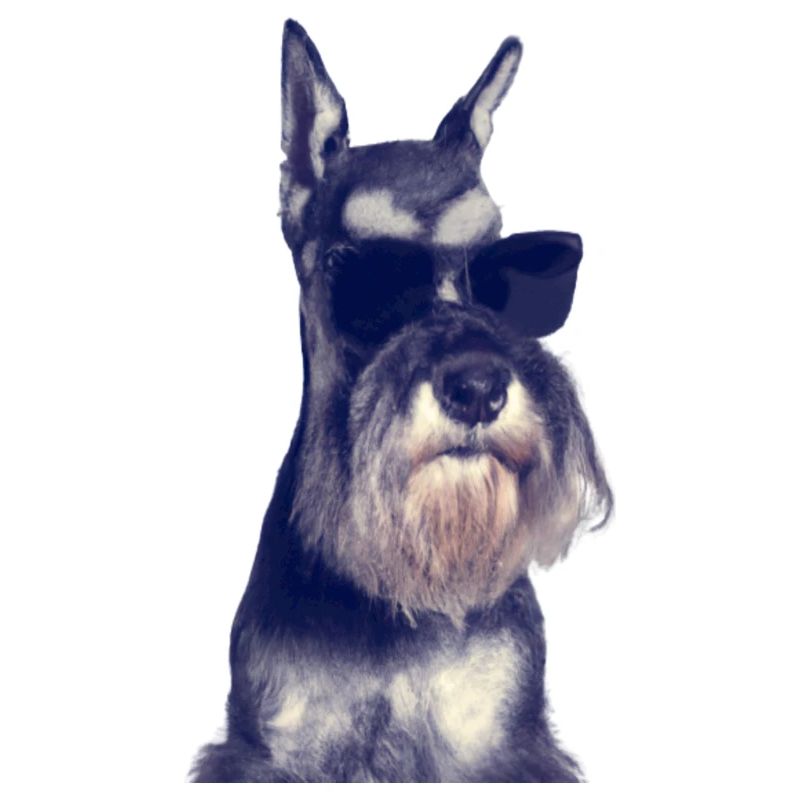 Miniature Schnauzer