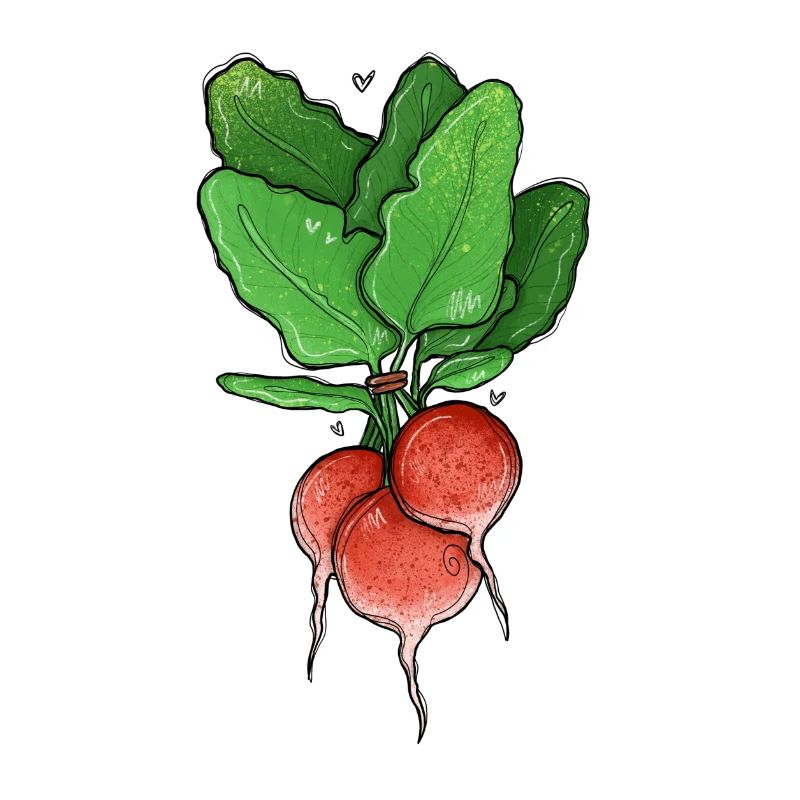 Radieschen Illustration