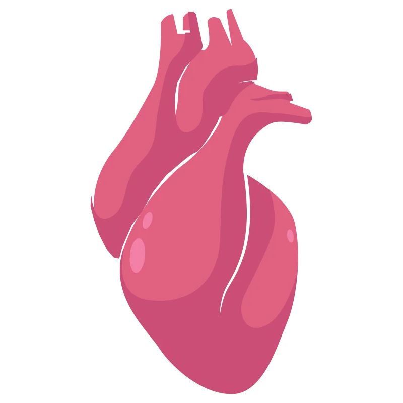 Anatomisches Herz