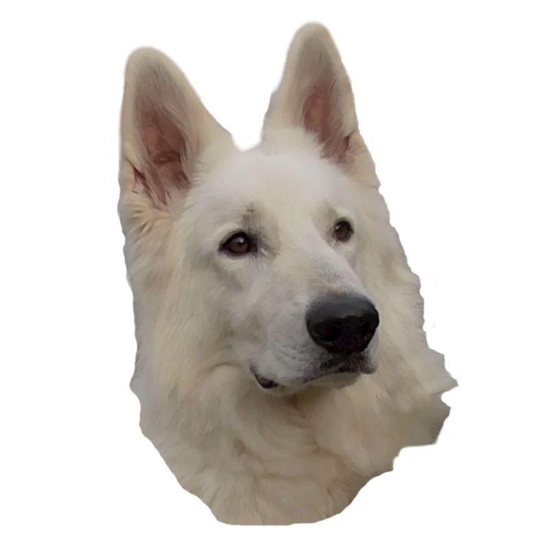 weisser Schäferhund Kopf