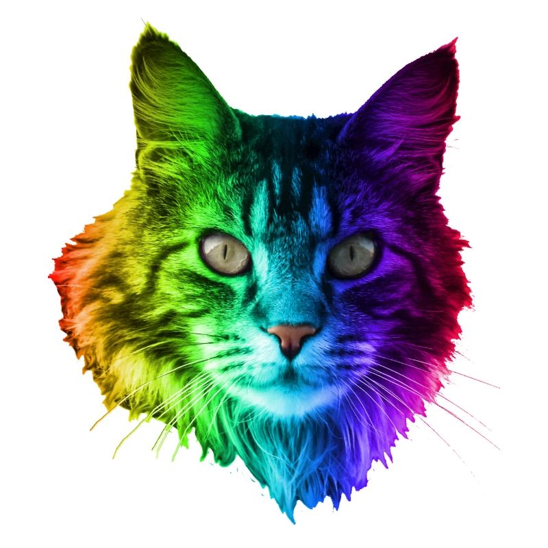 Regenbogenkatze