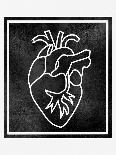 Herz Anatomie