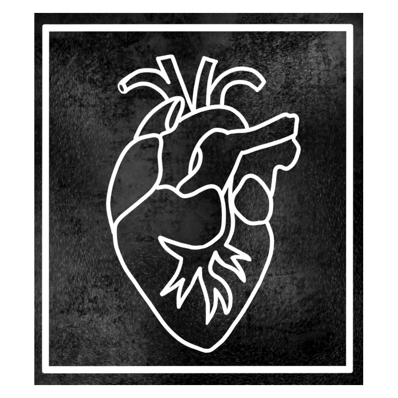 Herz Anatomie