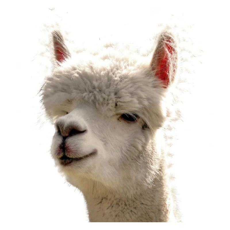 Alpaca Alpaka