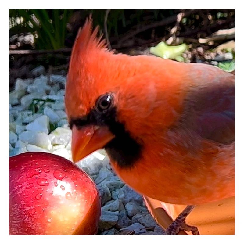 Nördlicher Kardinal