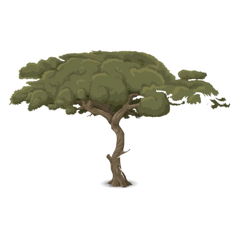 stone pine