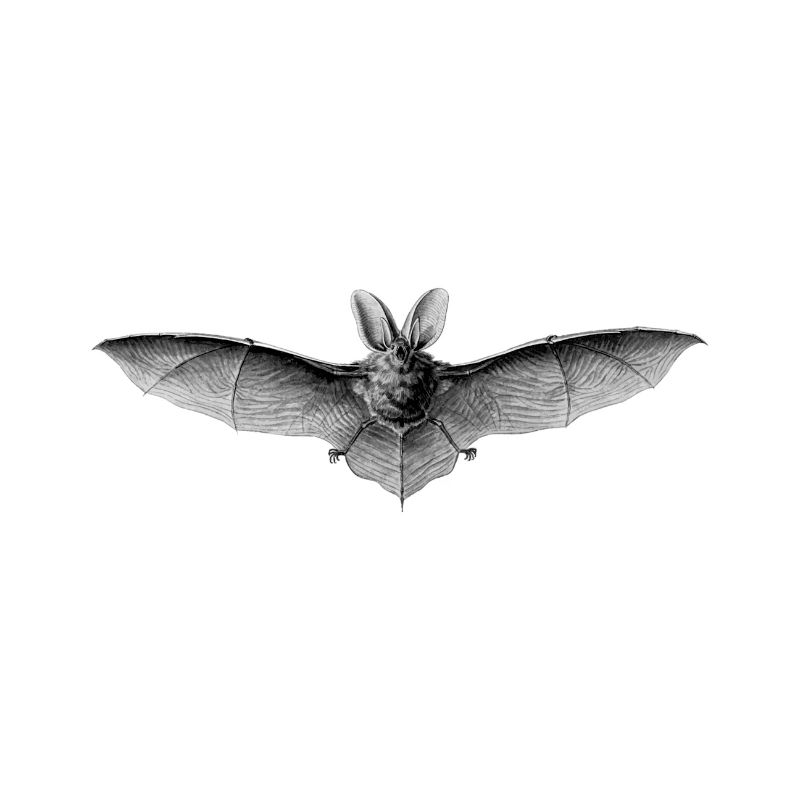 Fledermaus